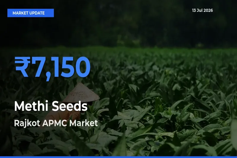 Market Watch: Rajkot APMC Becomes Top Mandi for Methi Seeds