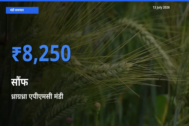 आज सौंफ के सबसे ज़्यादा दाम ध्राग्रध्रा एपीएमसी मंडी में दर्ज