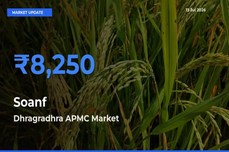 Dhragradhra APMC Offers ₹8,250 – Highest Soanf Rate Today