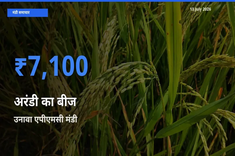 आज का मंडी भाव: अरंडी का बीज के सबसे ज़्यादा दाम उनावा एपीएमसी में