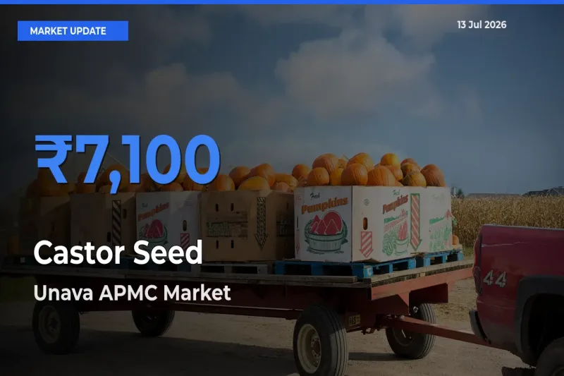 Unava APMC Emerges as Top Mandi for Castor Seed Prices Today