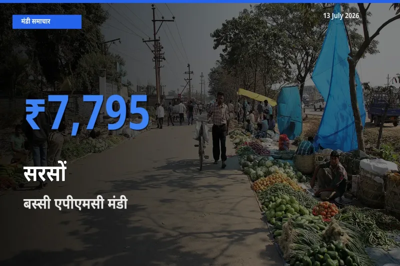 बस्सी एपीएमसी में सरसों का आज सबसे ऊँचा भाव