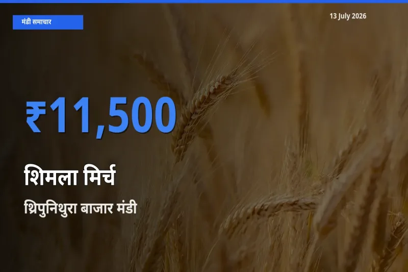आज शिमला मिर्च के सबसे ऊँचे दाम ₹11,500 थ्रिपुनिथुरा बाजार मंडी में