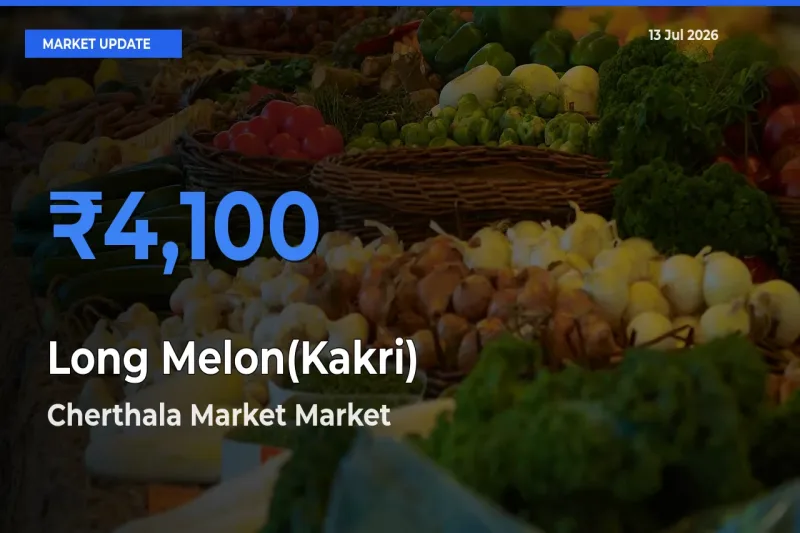 Cherthala Market Records Highest ₹4,100 Rate for Long Melon(Kakri)