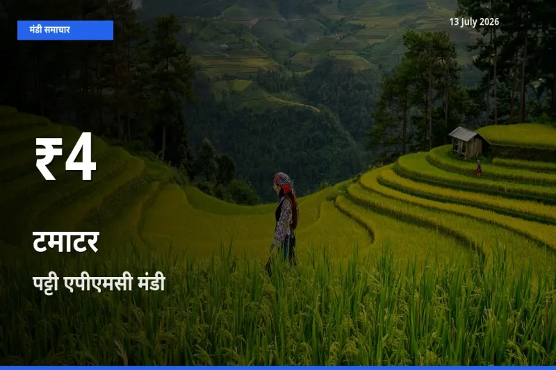 टमाटर के दामों में गिरावट, पट्टी एपीएमसी में 30 दिन का न्यूनतम भाव