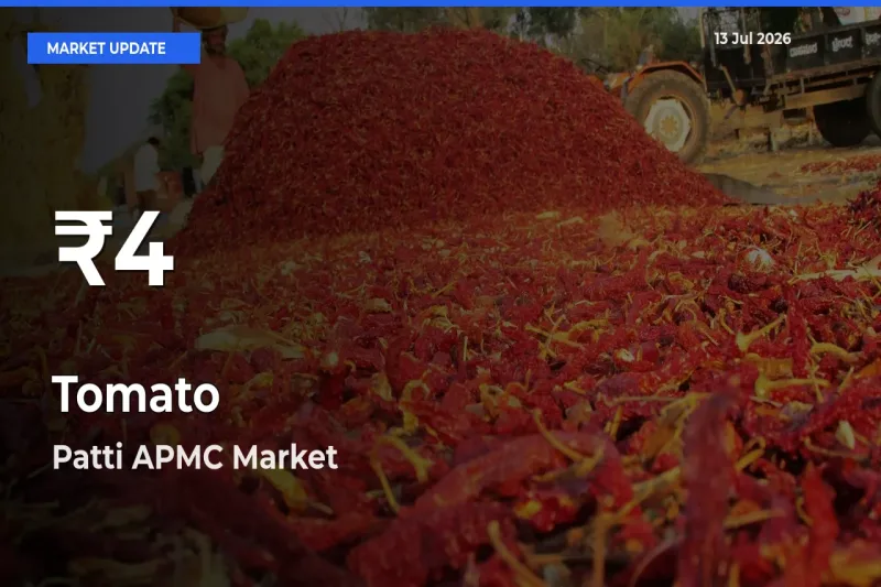 Why Tomato Prices Slumped in Patti APMC – 30-Day Low Today