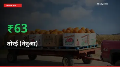 किसानों के लिए खुशखबरी! स्थानीय मंडी में तोरई (नेनुआ) 62.56% उछला