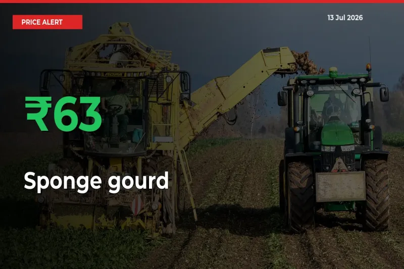 Big Rally! Sponge gourd Climbs 62.56% in 24 Hours at Top Mandis