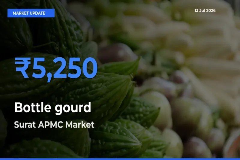 Market Watch: Surat APMC Becomes Top Mandi for Bottle gourd