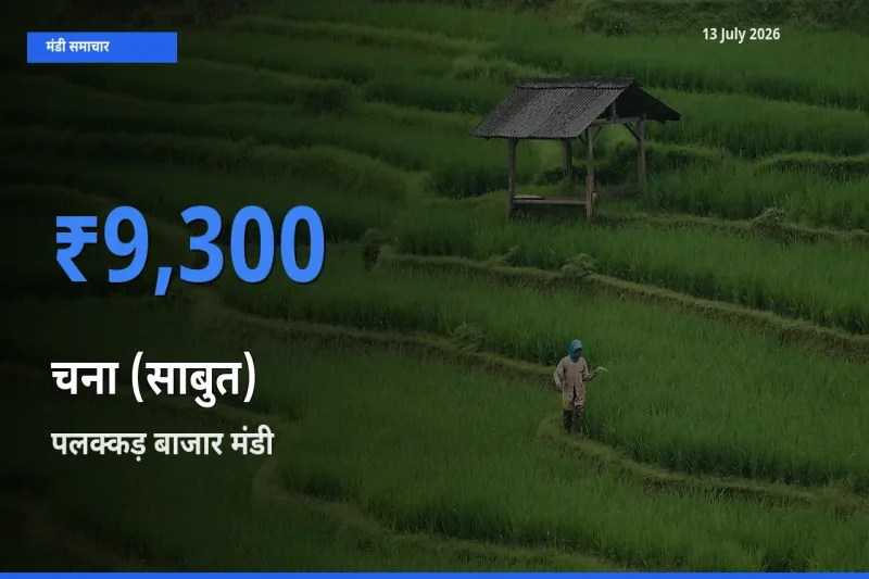 पलक्कड़ बाजार मंडी में चना (साबुत) ₹9,300 पर पहुँचा – आज का सर्वोच्च भाव