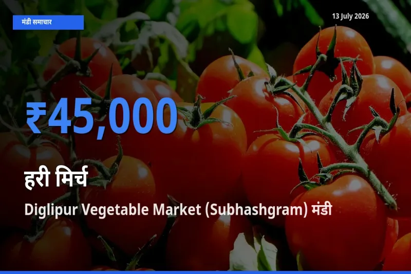 Diglipur Vegetable Market (Subhashgram) मंडी में हरी मिर्च ₹45,000 पर पहुँचा – आज का सर्वोच्च भाव