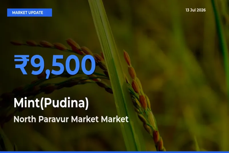 Market Watch: North Paravur Market Becomes Top Mandi for Mint(Pudina)
