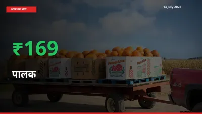 स्थानीय मंडी में पालक के दाम अचानक 169.17% उछले, किसान सतर्क