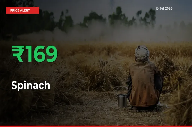 Farmers Cheer as Spinach Prices Surge 169.17% in Local Mandis