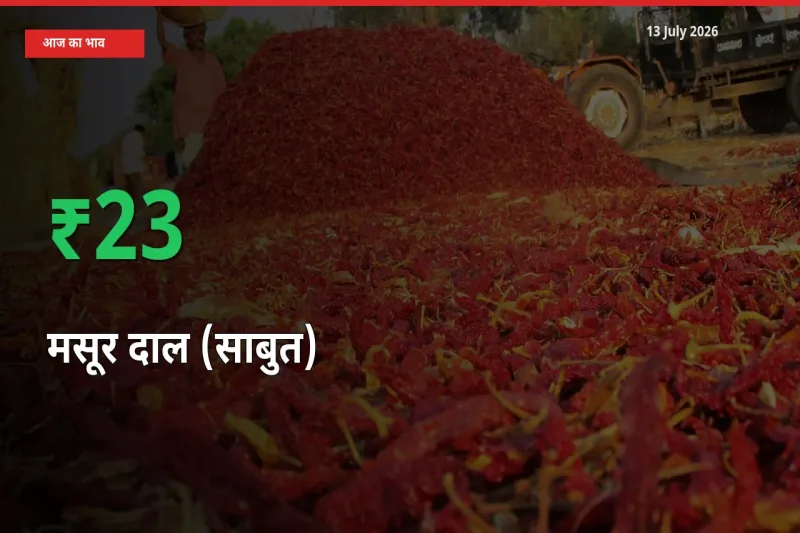 स्थानीय मंडी में मसूर दाल (साबुत) के दाम अचानक 23.43% उछले, किसान सतर्क