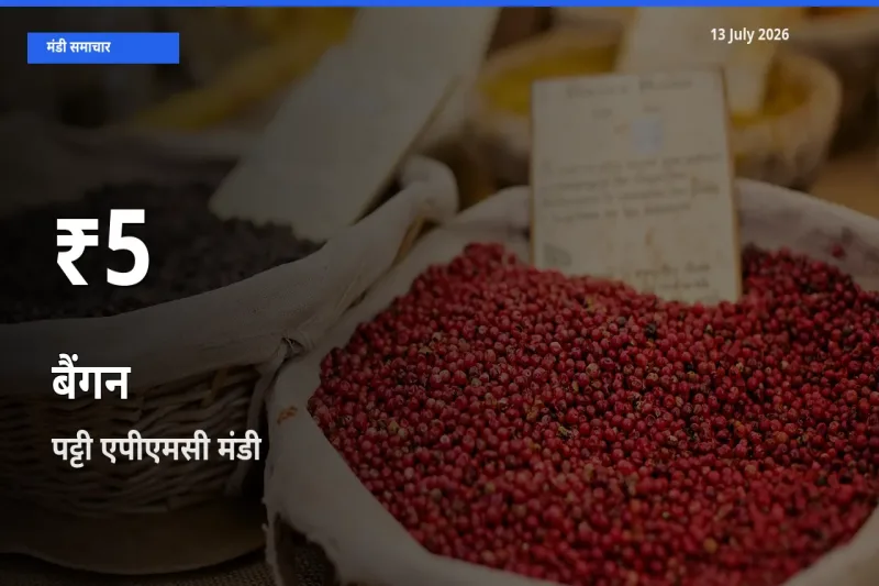 तेज़ गिरावट! पट्टी एपीएमसी में बैंगन के दाम 30 दिन के निचले स्तर पर
