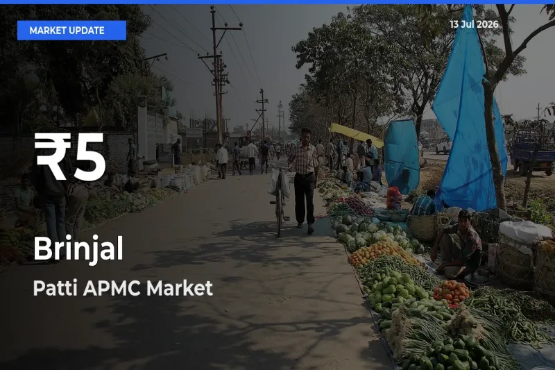 Farmers Concerned as Brinjal Hits 30-Day Low in Patti APMC