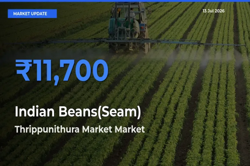 Thrippunithura Market Tops Indian Beans(Seam) Mandi Rates Today