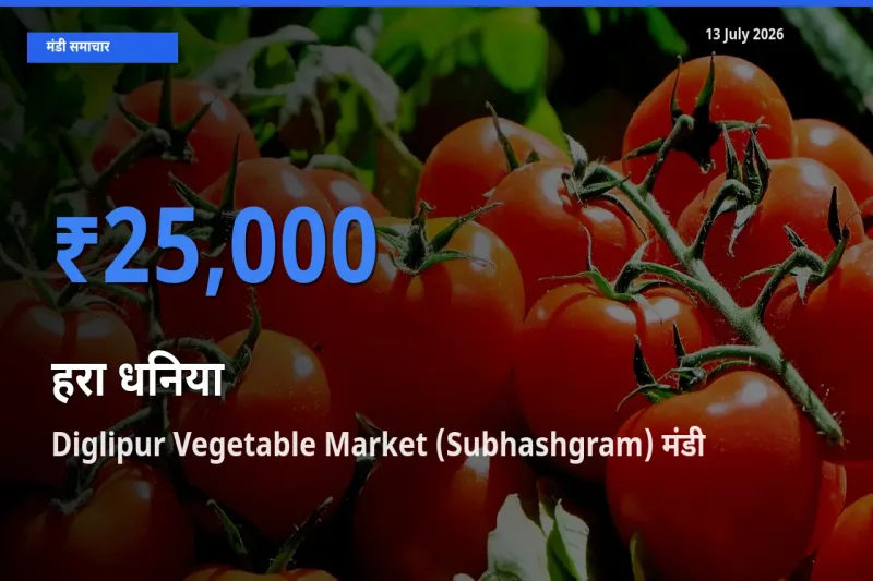 टॉप मंडी बना Diglipur Vegetable Market (Subhashgram)! हरा धनिया के सबसे ऊँचे दाम यहीं दर्ज