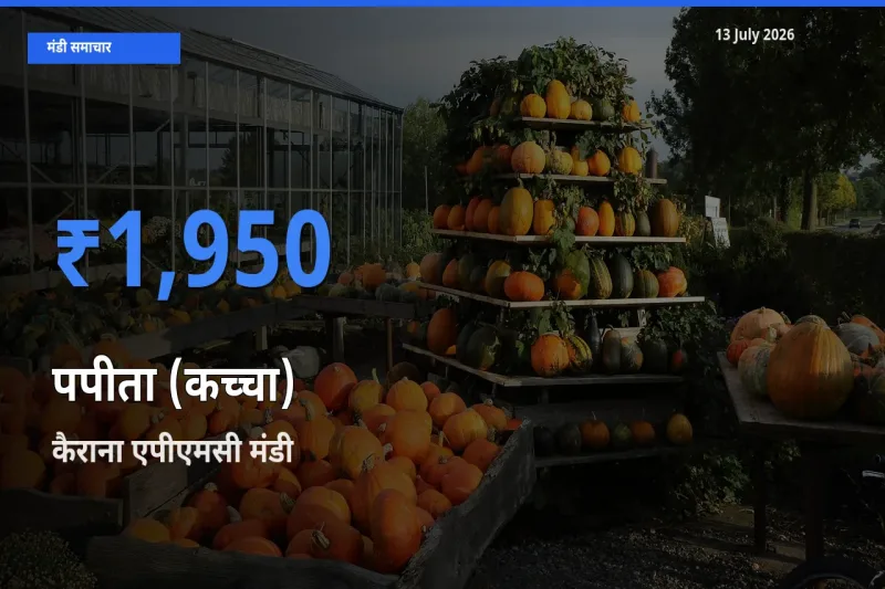आज का मंडी भाव: पपीता (कच्चा) के सबसे ज़्यादा दाम कैराना एपीएमसी में