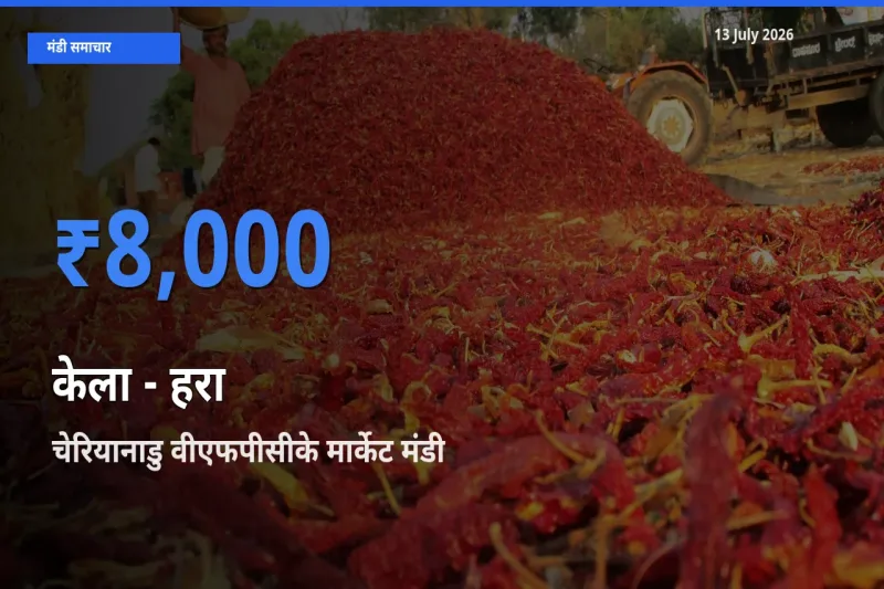 आज केला - हरा के सबसे ज़्यादा दाम चेरियानाडु वीएफपीसीके मार्केट मंडी में दर्ज