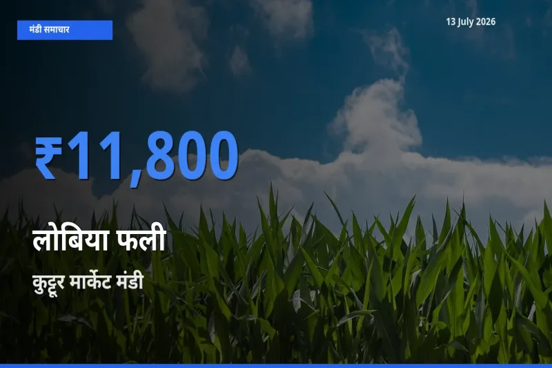 आज लोबिया फली के सबसे ज़्यादा दाम कुट्टूर मार्केट मंडी में दर्ज
