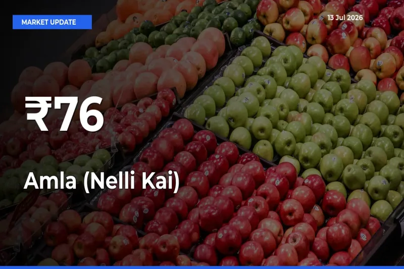 Amla (Nelli Kai) Trend Strengthens Across Major Mandis