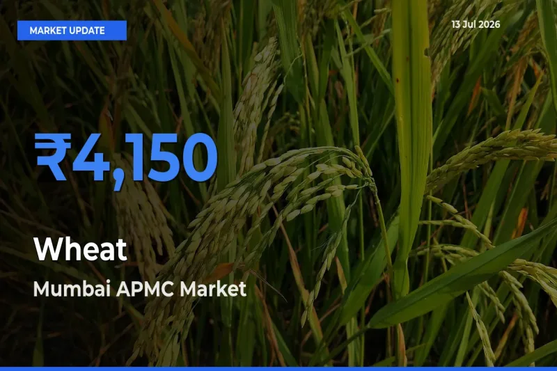 Mumbai APMC Offers ₹4,150 – Highest Wheat Rate Today