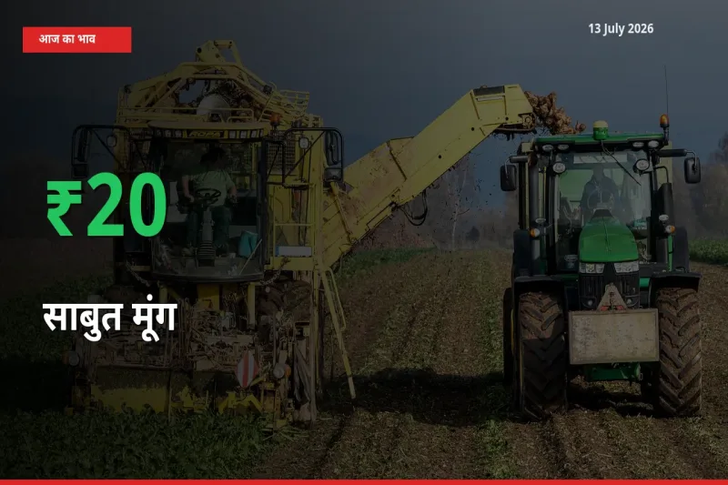 साबुत मूंग 19.72% उछला, मंडी