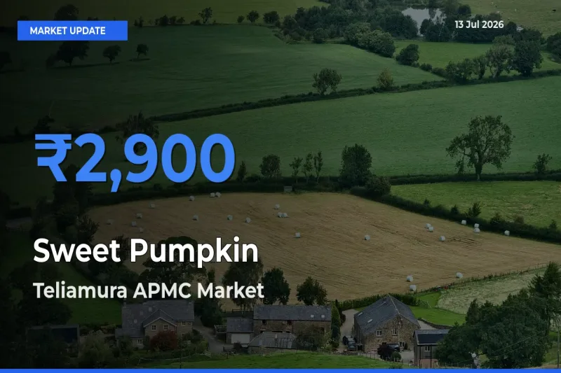 Top Performer! Teliamura APMC Offers Best Sweet Pumpkin Price Today