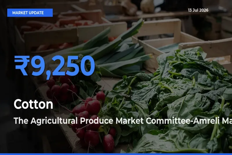 The Agricultural Produce Market Committee-Amreli Offers ₹9,250 – Highest Cotton Rate Today