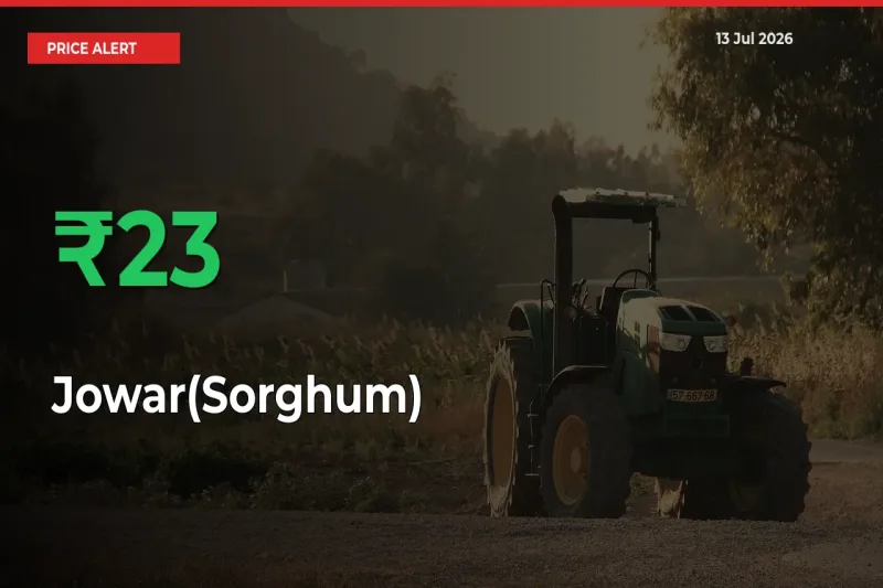 Big Rally! Jowar(Sorghum) Climbs 23.36% in 24 Hours at Top Mandis