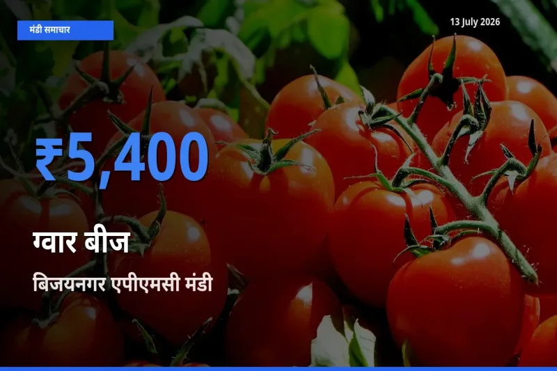 आज ग्वार बीज के सबसे ऊँचे दाम ₹5,400 बिजयनगर एपीएमसी मंडी में