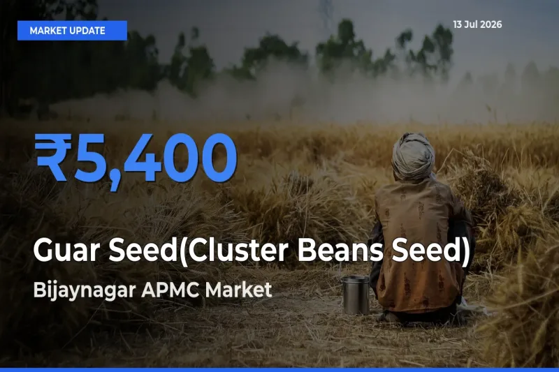 Farmers Prefer Bijaynagar APMC as Guar Seed(Cluster Beans Seed) Hits Highest Rate