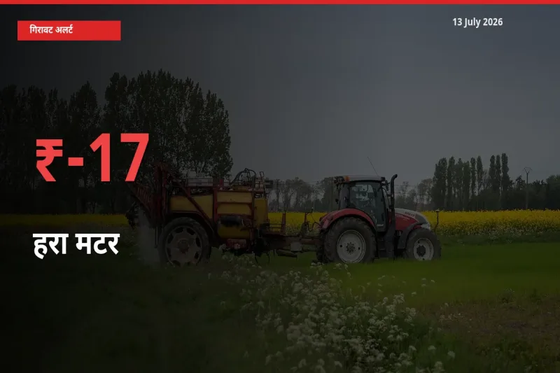 किसानों की चिंता बढ़ी! स्थानीय मंडी में हरा मटर 16.6% गिरा