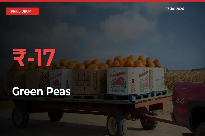 Green Peas Mandi Rate Today: Prices Fall 16.6% at Market