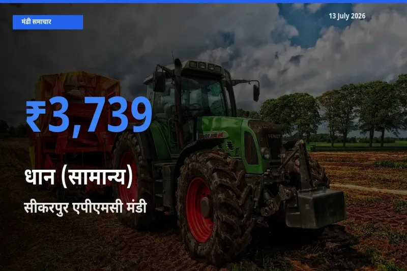 आज धान (सामान्य) के सबसे ज़्यादा दाम सीकरपुर एपीएमसी मंडी में दर्ज