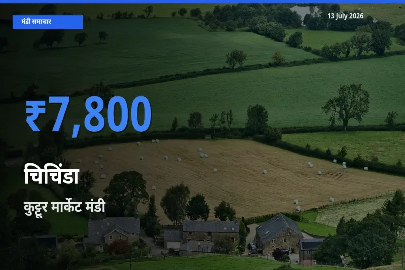 कुट्टूर मार्केट मंडी में आज चिचिंडा के सबसे ऊँचे दाम दर्ज