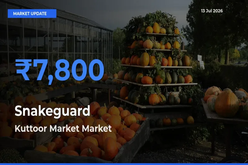 Market Watch: Kuttoor Market Becomes Top Mandi for Snakeguard
