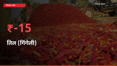 किसानों की चिंता बढ़ी! स्थानीय मंडी में तिल (गिंगेली) 15.02% गिरा