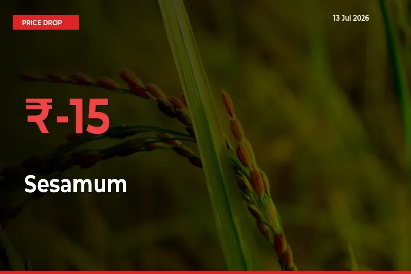 Sesamum Mandi Rate Today: Prices Fall 15.02% at Market