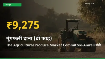 30 दिनों में सबसे ऊँचे स्तर पर मूंगफली दाना (दो फाड़) के दाम, The Agricultural Produce Market Committee-Amreli में उछाल