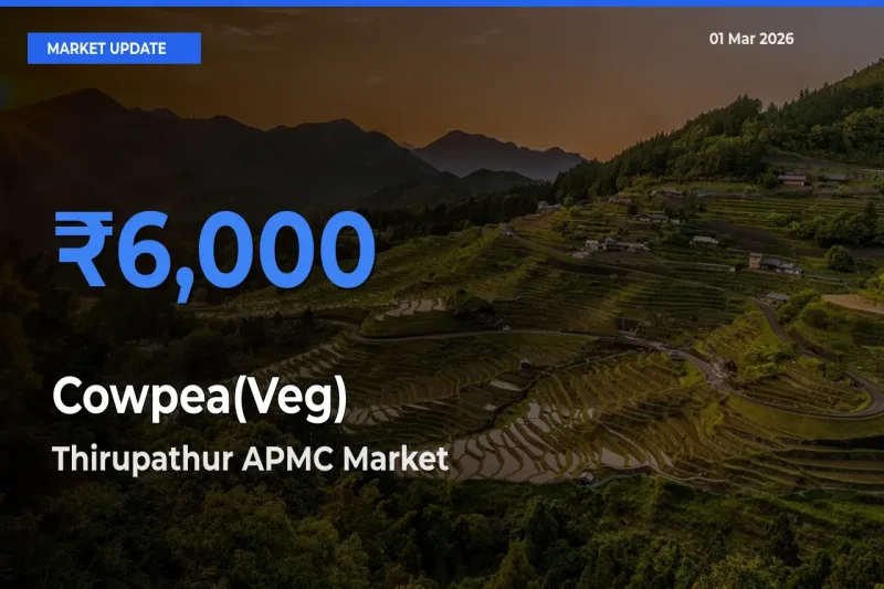 Farmers Prefer Thirupathur APMC as Cowpea(Veg) Hits Highest Rate