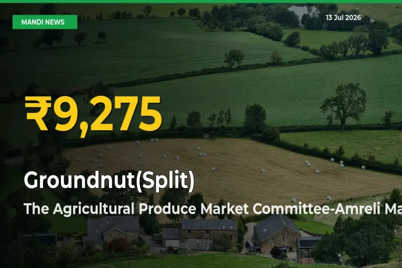 Groundnut(Split) Prices Soar to Record High in The Agricultural Produce Market Committee-Amreli – Farmers Alert Today