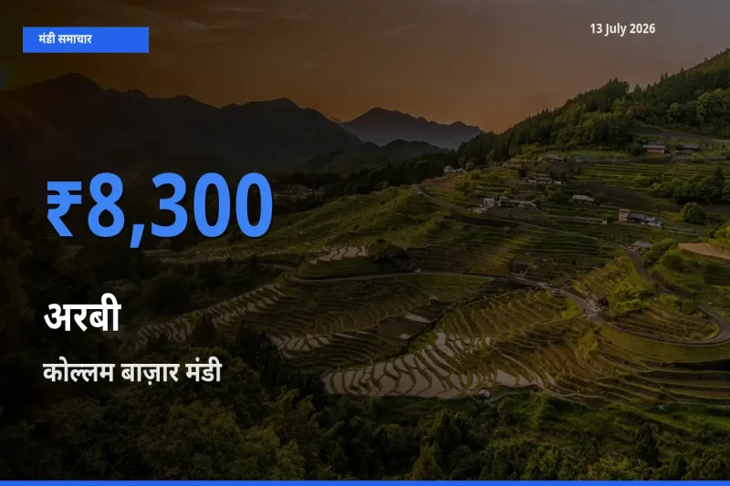 13 July अपडेट: अरबी के सबसे ऊँचे दाम कोल्लम बाज़ार मंडी में
