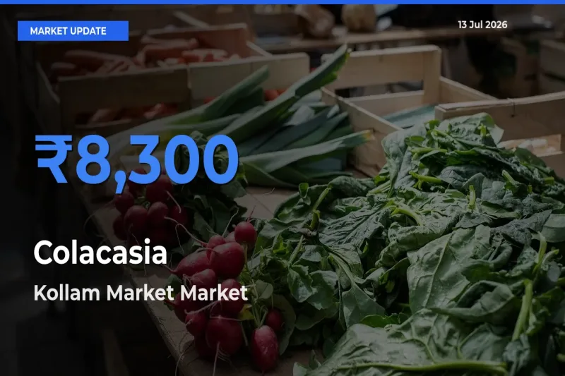 Kollam Market Records Highest ₹8,300 Rate for Colacasia