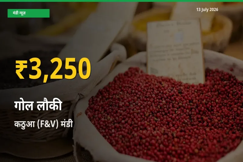 रिकॉर्ड तेज़ी! कठुआ (F&V) में गोल लौकी ₹3,250 पर पहुँचा