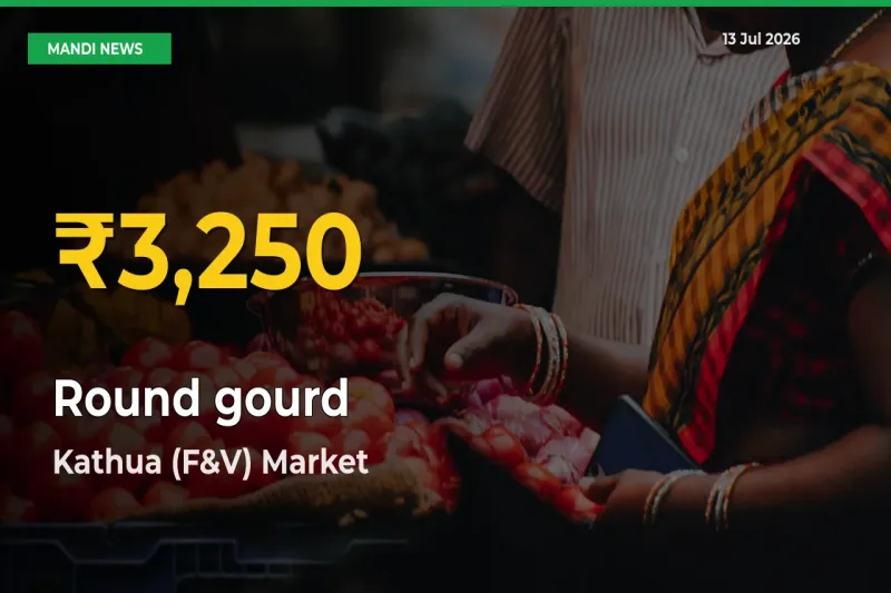 Round gourd Price Rally Continues – Kathua (F&V) Hits Fresh High Today