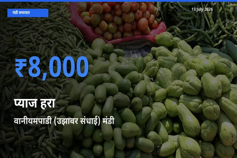 वानीयमपाडी (उझावर संधाई) मंडी में आज प्याज हरा के सबसे ऊँचे दाम दर्ज