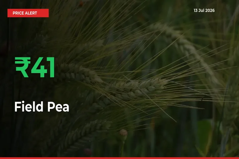Field Pea Rises 40.77% at Mandis
